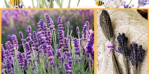 Image principale de Lavender Days! 7/7 U-Pick lavender, Tour, Education & Lavender Wand Making.