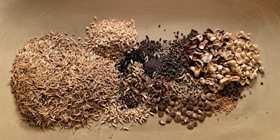 Image principale de The essential seed sowing workshop