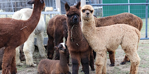 Imagen principal de Alpaca Farm Tour - Sat March 30th @ 12:00pm