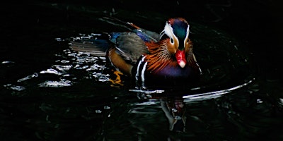 Image principale de Wildlife Photography at the Pond in Christchurch Park, Ipswich