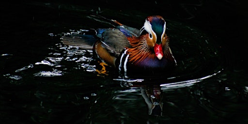 Imagem principal do evento Wildlife Photography at the Pond in Christchurch Park, Ipswich