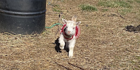 Mothers Day Infant and Baby Goat bottle feed and All Animal Interaction