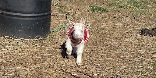 Primaire afbeelding van Mothers Day Infant and Baby Goat bottle feed and All Animal Interaction