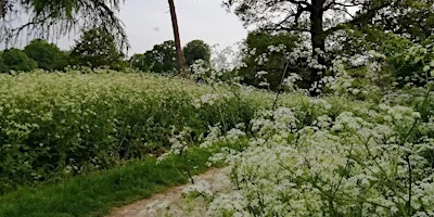 Hauptbild für Everyday Encounters. Walk and Draw in Mote Park