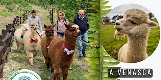 Passeggiata con Alpaca