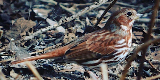 Primaire afbeelding van April Bird Monitoring Walk