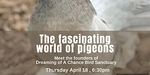 Imagem principal de The Fascinating World of Pigeons