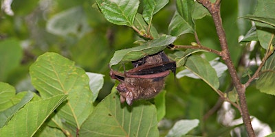 Primaire afbeelding van Bat Monitoring Presentation and Volunteer Interest Meeting