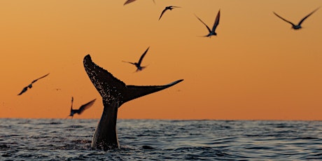 Sunset and Whale Watching Boat Ride