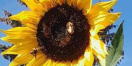 Image principale de Plan Bee: Creating Habitat for native Bees