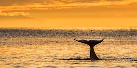 Sunset and Whale Watching Boat Ride