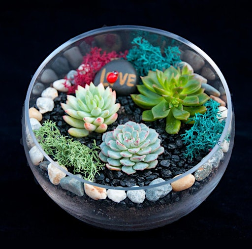 Imagen principal de Plant Nite: Make a Succulent Terrarium