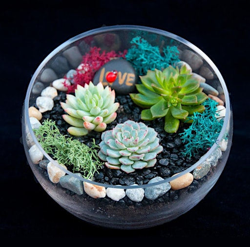 Imagem principal de Plant Nite: Make a Succulent Terrarium