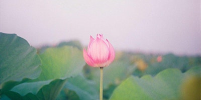 Image principale de Lotus Mag Pop-Up
