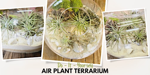 Imagem principal do evento Make Your Own Air Plant Donut Terrarium at Greenology Terrarium Bar
