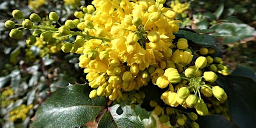 Primaire afbeelding van Wonder Walk - Beginner's PNW Foraging