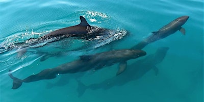 Hauptbild für Talk | Marine Mammals of Northern Australia