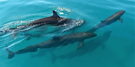 Talk | Marine Mammals of Northern Australia