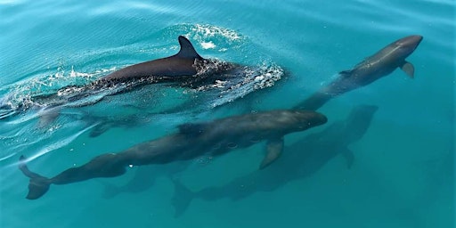 Immagine principale di Talk | Marine Mammals of Northern Australia 