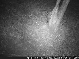 Hauptbild für Fauna Night Walk at Bindaring Wetland