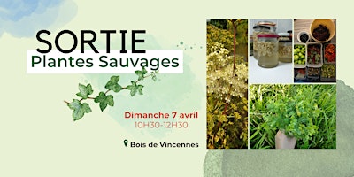 Image principale de Sortie découverte des plantes sauvages