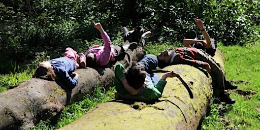 Hauptbild für Playscheme - Woodland Activities