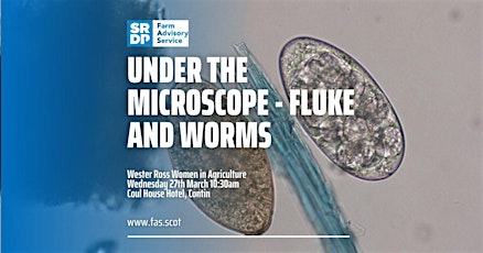 Under the microscope - fluke and worms