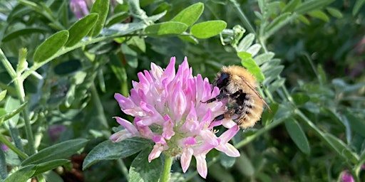 Image principale de Bumblebee Workshop at Gearchoille Wood