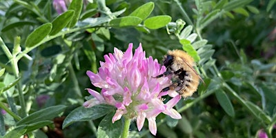 Imagem principal de Bumblebee Workshop at Gearchoille Wood