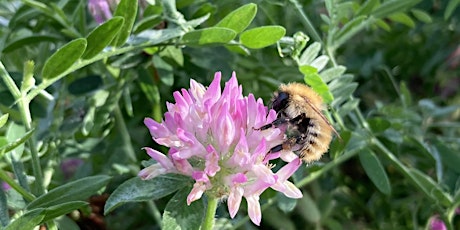 Bumblebee Workshop at Gearchoille Wood