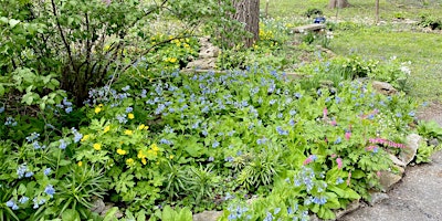 Immagine principale di 2024 Habitat Garden Tours - 7 months of native gardens 