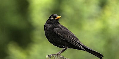 Imagem principal de Dawn Chorus Walk - Windsor Great Park, Friday 10 May