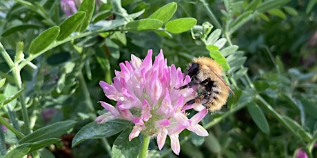 Bumblebee ID workshop at Culbokie Green