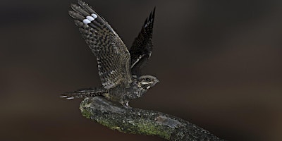 Imagem principal do evento Nightjar Walk, Buttersteep Forest -  Windsor Great Park, Tuesday 21 May