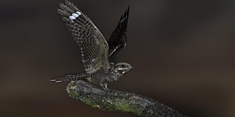 Nightjar Walk, Buttersteep Forest -  Windsor Great Park, Tuesday 21 May