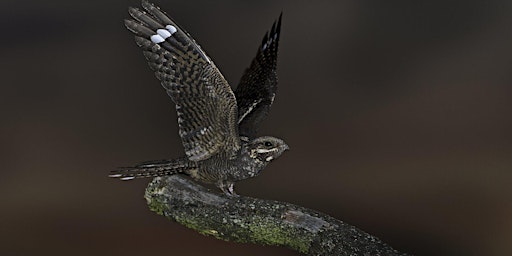 Nightjar Walk, Buttersteep Forest -  Windsor Great Park, Tuesday 21 May  primärbild