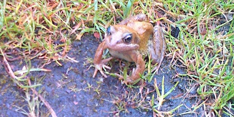 Amphibians of the Moss primary image