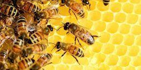 Let's Learn Bees, Pollen, and Honey