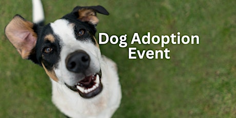 Dog Adoption Event & Fundraiser for PawsCO primary image