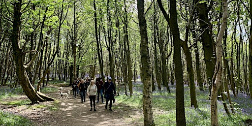 Immagine principale di Netwalking: We're going on a bluebell hunt 