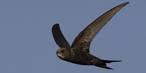 Swifts Talk primary image