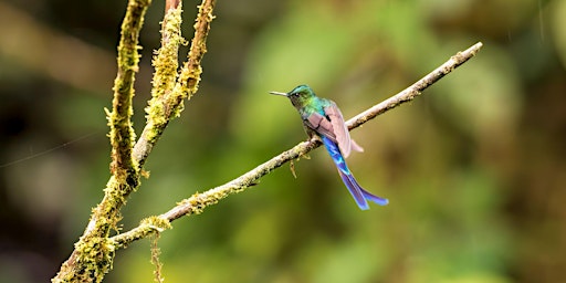 Audubon Afternoon: Birds of Colombia