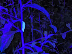 Monitoring our most elusive butterflies using UV light