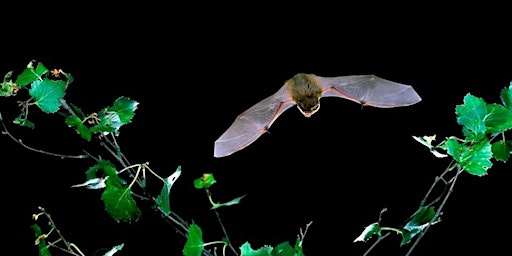 Autumn Bats Alive! at Ryton Pools Country Park primary image