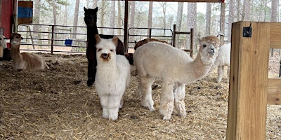 Primaire afbeelding van Easter Weekend Alpaca Barn Tour at Creekwater Alpaca Farm