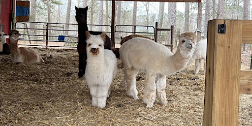 Primaire afbeelding van Easter Weekend Alpaca Barn Tour at Creekwater Alpaca Farm