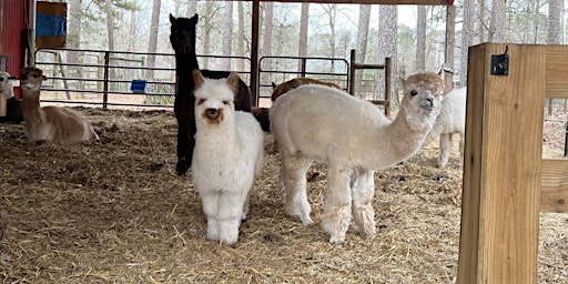 Hauptbild für Easter Weekend Alpaca Barn Tour at Creekwater Alpaca Farm