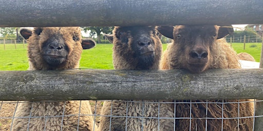 Primaire afbeelding van Easter at Glebe Farm