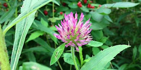 Sustainable Foraging Walk at the Intervale Center primary image