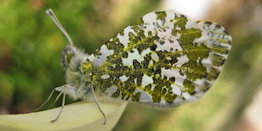 Hauptbild für Nature Study - Recording Wildlife